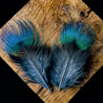 Latest Updates from Peacocks Forever