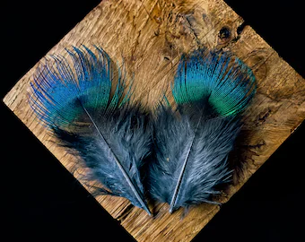 Latest Updates from Peacocks Forever